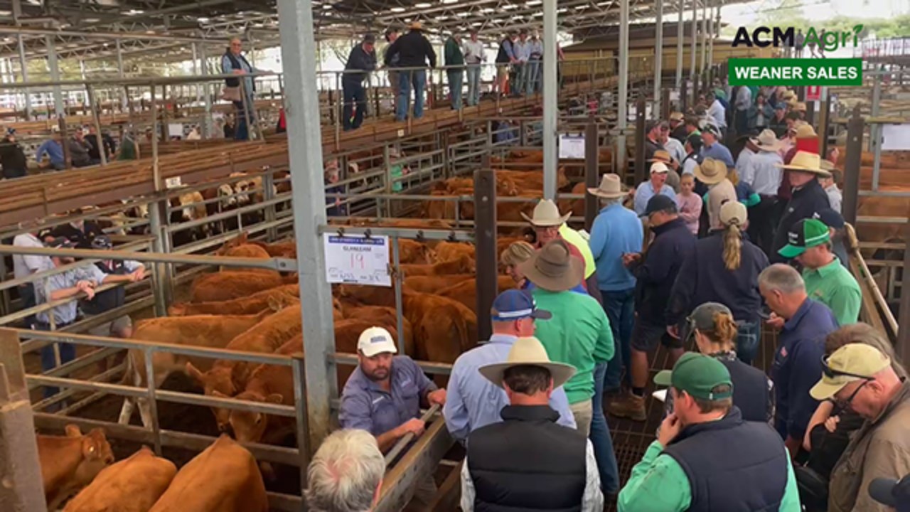 Hamilton Hereford and Euro mixed sex weaner sale