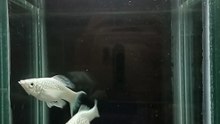 [ceresaquana ke 1] ikan hias molly putih