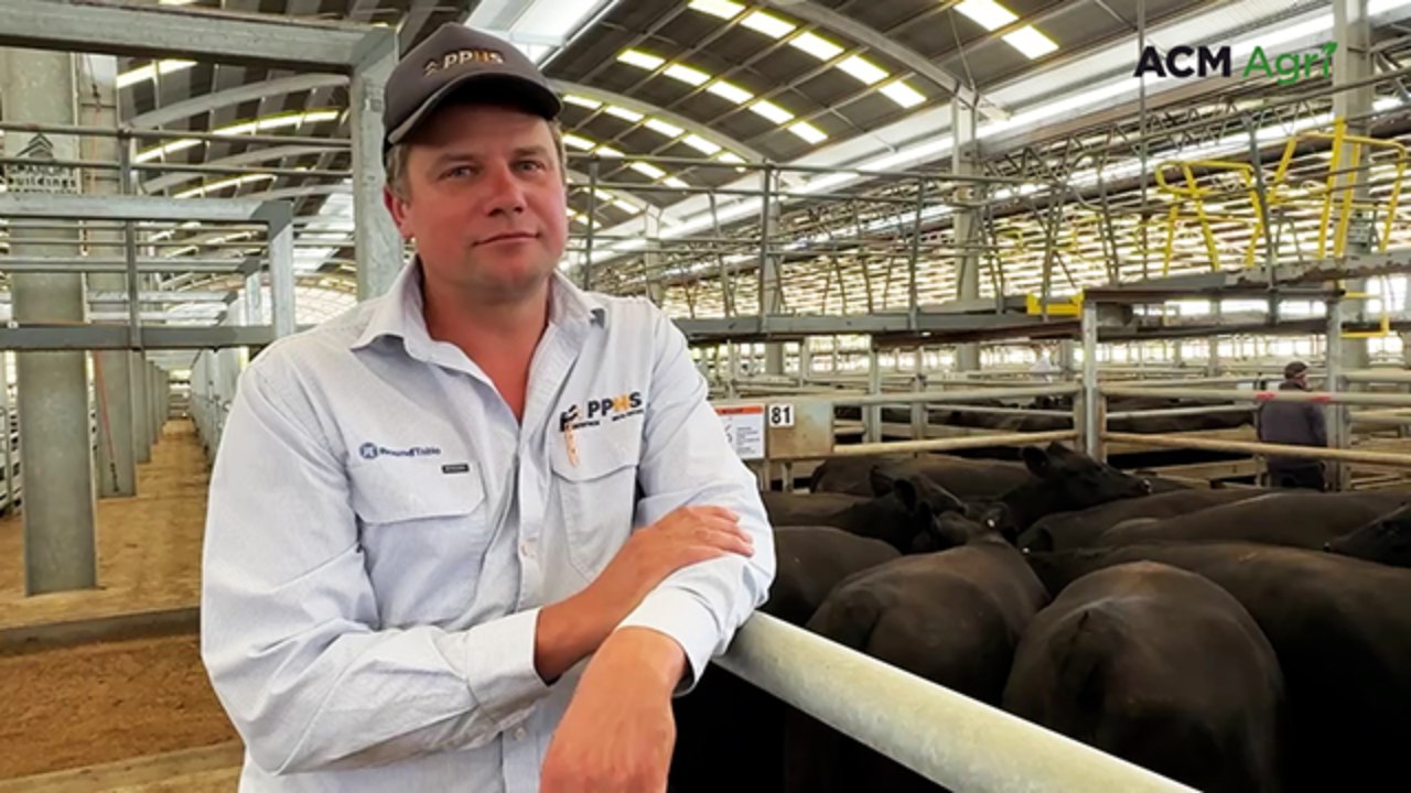 Naracoorte combined agents PTIC female sale