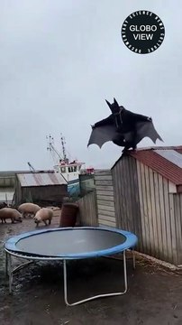 Salta sul trampolino e distrugge baracca, le leggi della Fisica dietro al video virale