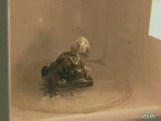 Téléphone mobile dans un micro-onde