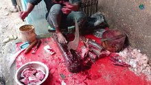 Incredible Fish Cutting Skills  | Expert Fish Fillet in Bangladesh