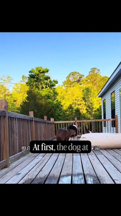 This Weird Sewer Animal Became His New Best Friend 🥹#Shorts #Viral #FunnyAnimals #Rescue #Unexpected #Wholesome #AnimalLover