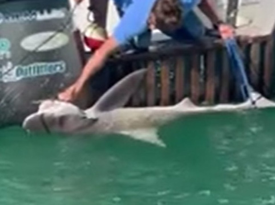 Vorsicht bissig: Zwei-Meter-Hai aus Krabbenfalle befreit