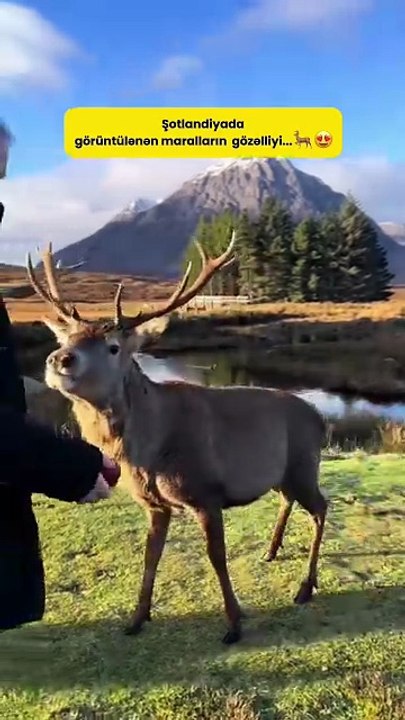 Şotlandiyanın vəhşi təbiətindən nadir və valehedici bir an 🦌Bu görüntüdə Şotl
