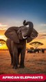 African Elephants – The Gentle Giants of the Savannah