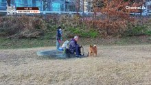 우리 동네 인싸犬의 대반전! 낯선 사람만 보면 흥분하며 짖는다?