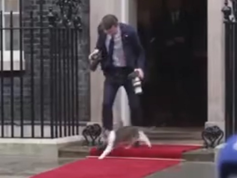 Katze sorgt für Lacher bei Staatsbesuch