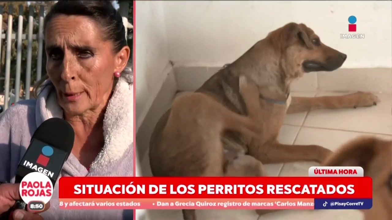 Incertidumbre por la situación de los perritos del Refugio Franciscano | DPC con Paola Rojas