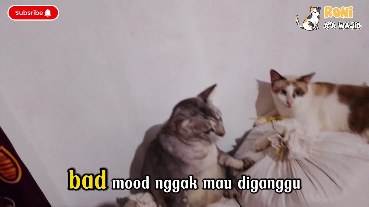 Lawa si kucing lagi bad mood, eh malah digangguin Peleng yang usil!   Hasilnya? Peleng kena cakar cinta! 😂   Belajar ya, jangan ganggu kucing pas lagi sensi~