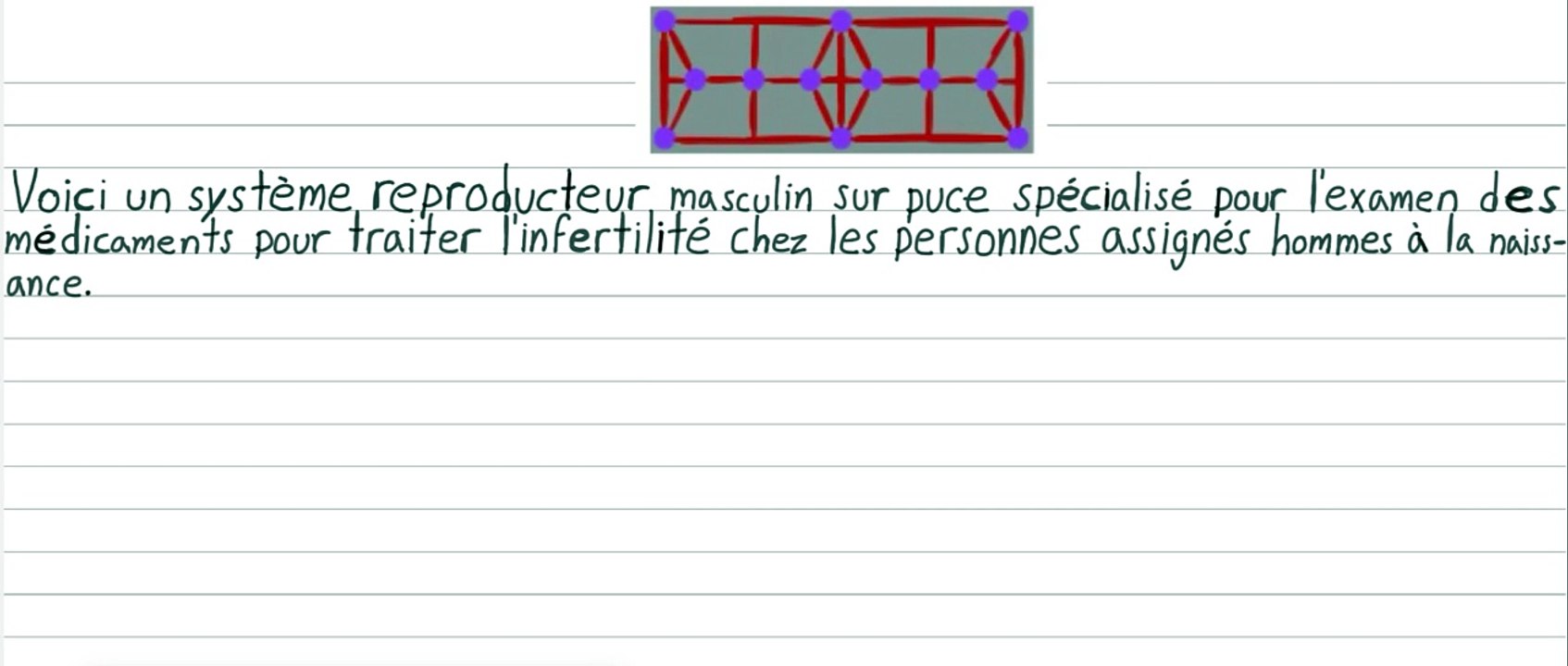 Organe sur puce pour tester les médicaments d’infertilité masculin
