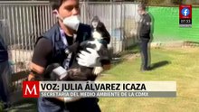 CDMX: caso del Refugio Franciscano, entre los peores de maltrato animal, señala Medio Ambiente