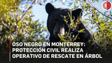 Oso negro es captado sobre árbol en Monterrey; PC despliega operativo