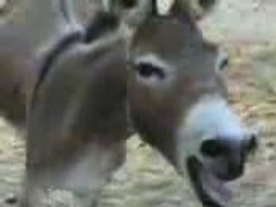 Khota - video Dailymotion