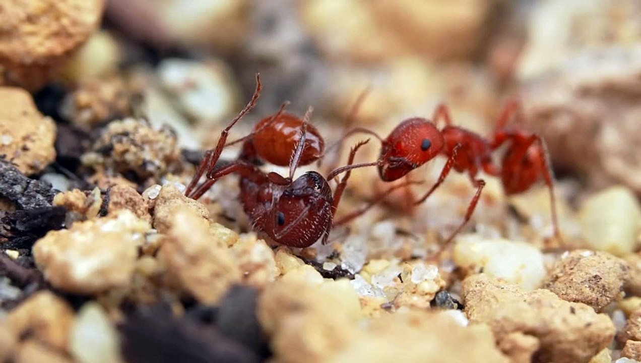 1000 Gün Boyunca Karınca Kolonisi Simülasyonu!