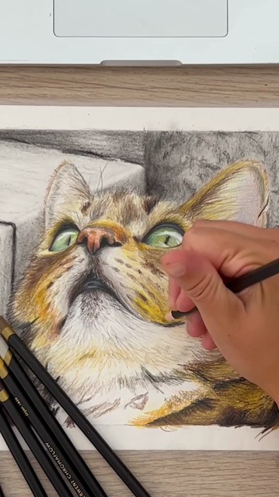 Dessin réaliste d'un chat avec les crayons de couleur