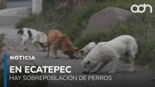 Crecen los ataques de perros callejeros en Ecatepec, vecinos exigen solución