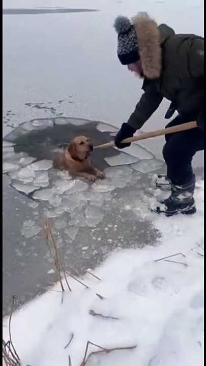 He Saved a Life Without Thinking Twice 🐶