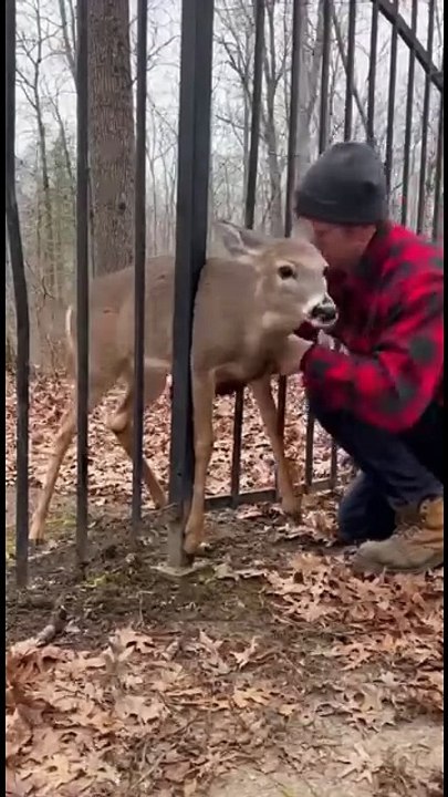 A deer trapped between fence posts was freed by a kind-hearted person.