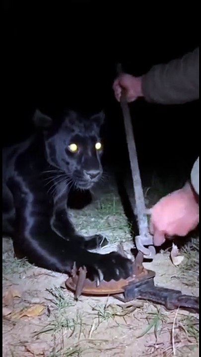 Poacher Trap vs Black Panther — Only One Way Out 🐈‍⬛