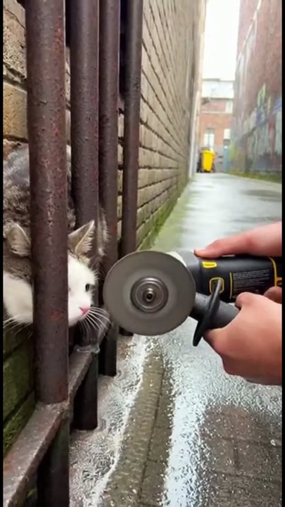 Stuck Between Metal Bars — Saved 🐈