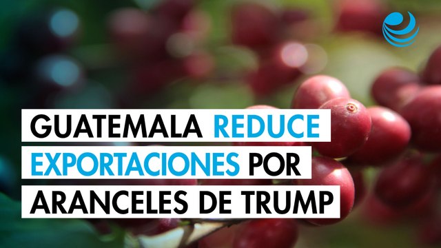 Guatemala reduce exportaciones de café 8.6% por aranceles de Trump