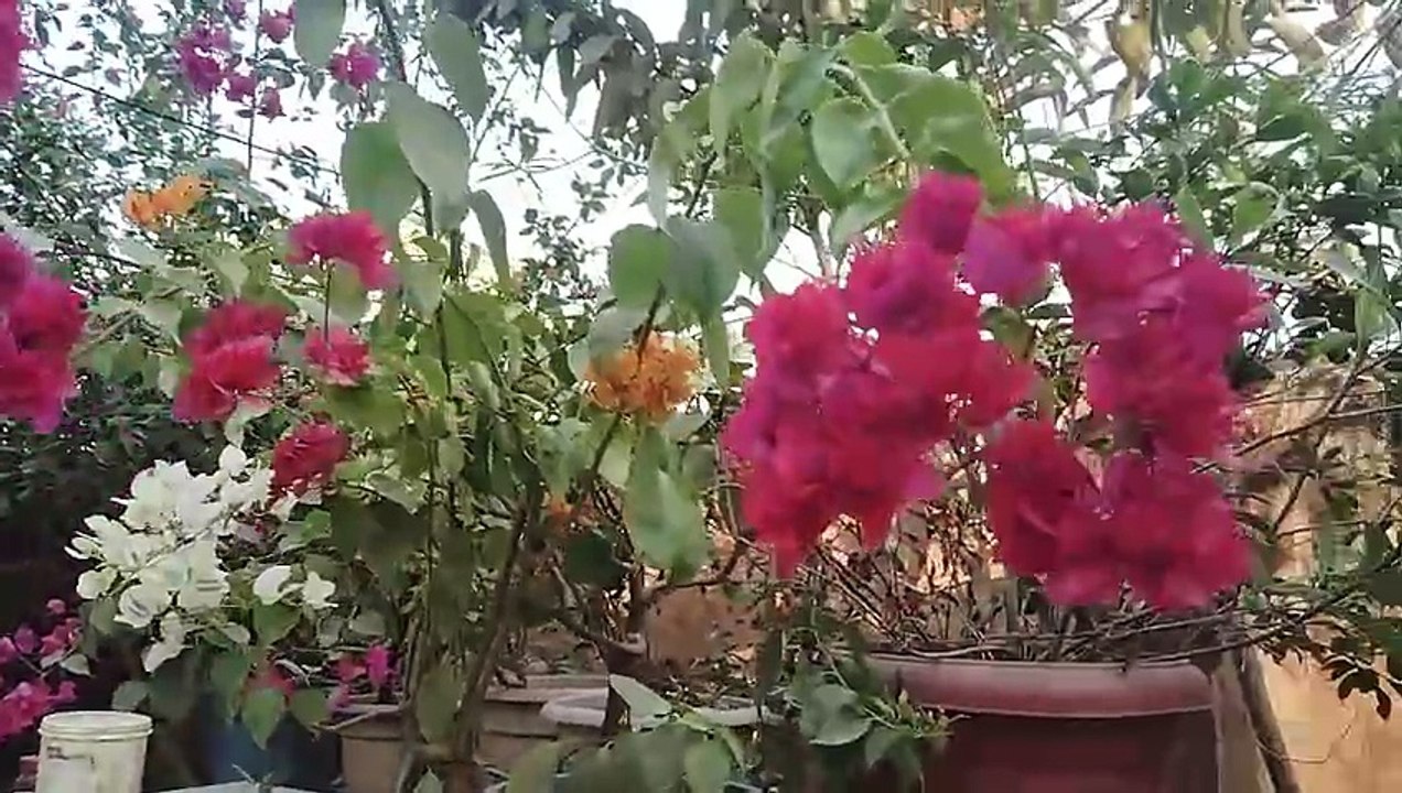 ফুলের বাগান । Garden. Gardening. Song of the Nature