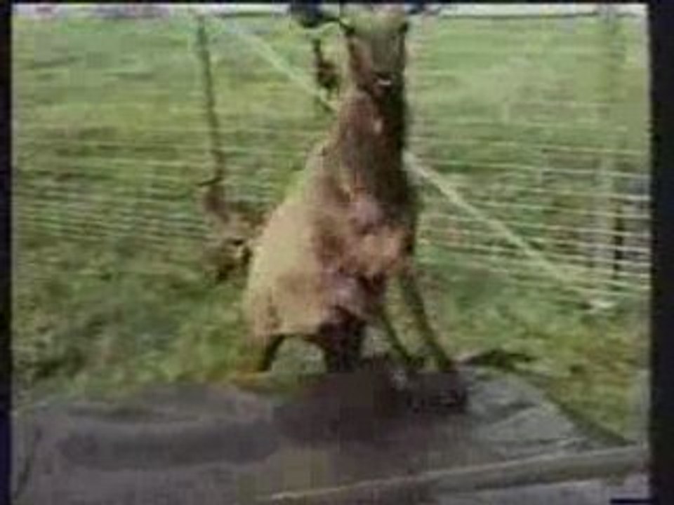 Legends