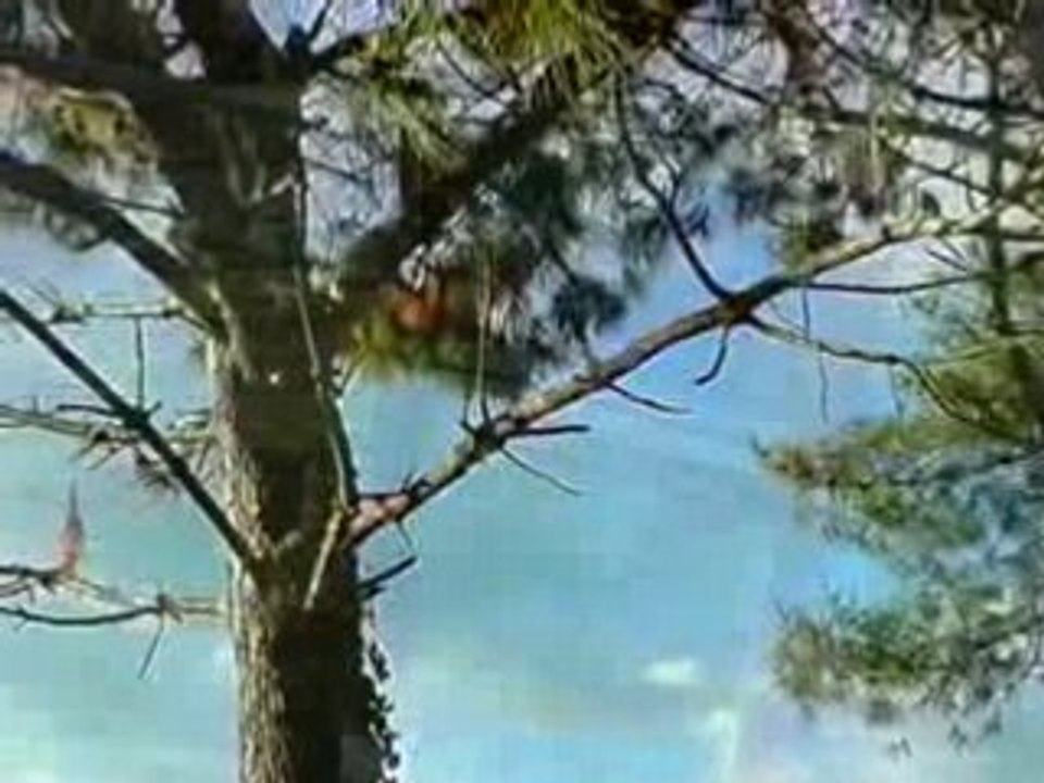 Golf-"Out Law Nine"