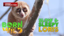 Philippine slow loris, makamandag pala?! | Born To Be Wild