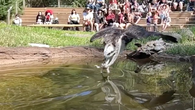 Un tuffo da film: il falco pescatore che pesca in picchiata conquista il web