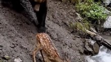 Grizzly Bear Saved The Deer from sinking
