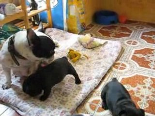 nos bebes bouledogue