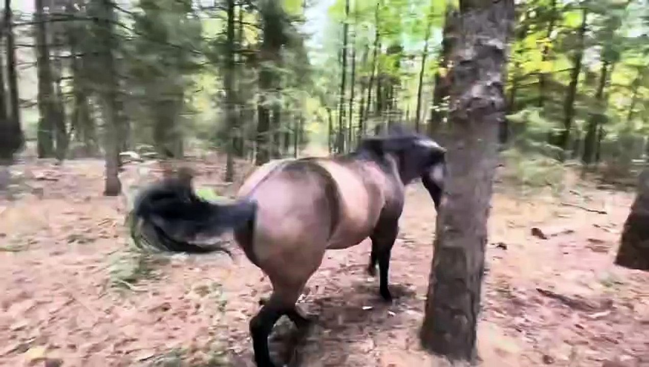 Horse kicks tree then farts and leaves