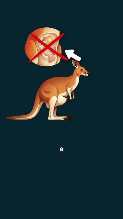 L'horrible vérité sur la poche du kangourou ! #kangourou #poche #mythe #animaux #nature