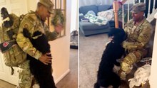 Dog Bounces With Excitement When Soldier Dad Comes Home