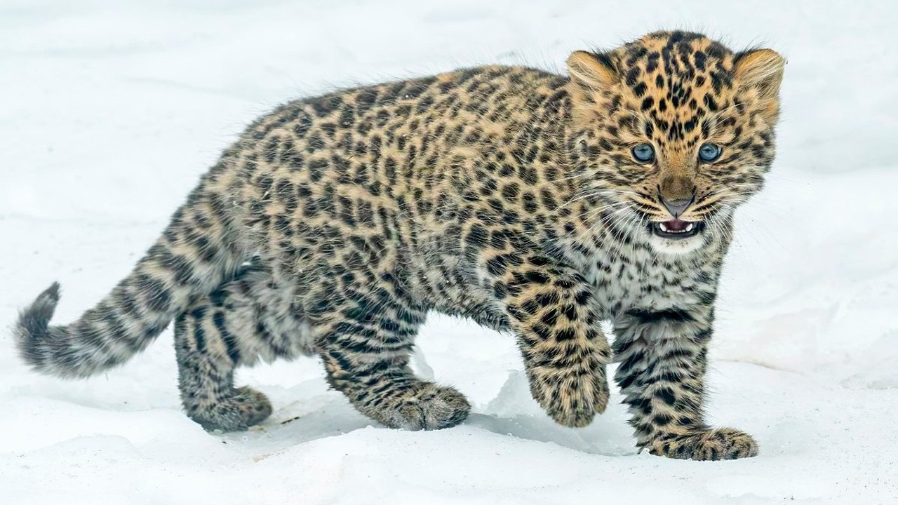 Bedrohte Art: Tiergarten Schönbrunn freut sich über Amurleoparden-Nachwuchs
