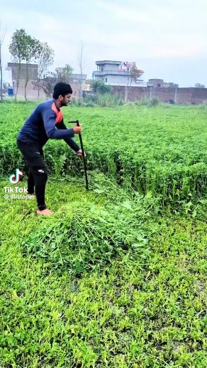 Punjabi mohal