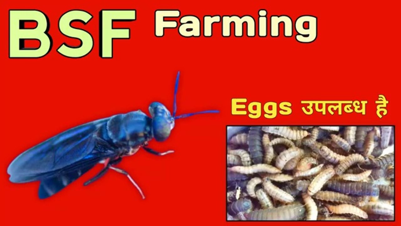 bsf farming eggs  उपलब्ध है | black soldier fly farming | bag farming