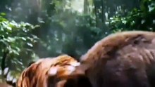 Jungle Safari | Jungle and Ocean Fight Compilation