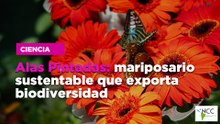 Alas Pintadas: mariposario sustentable que exporta biodiversidad