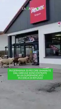 Incredibile in Germania: un gregge di 50 pecore entra nel supermercato e semina il caos tra gli scaffali