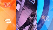 Perro protagoniza una fuga de película en refugio de animales