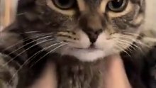 #cat #funny # animal #viral #dailymotionshorts