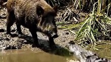 Crocodile Ambush vs Wild Boar – Epic Realistic River Fight