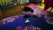 Bored Cat? Try This Funny Toy Ball 🐱💥 | Link Below