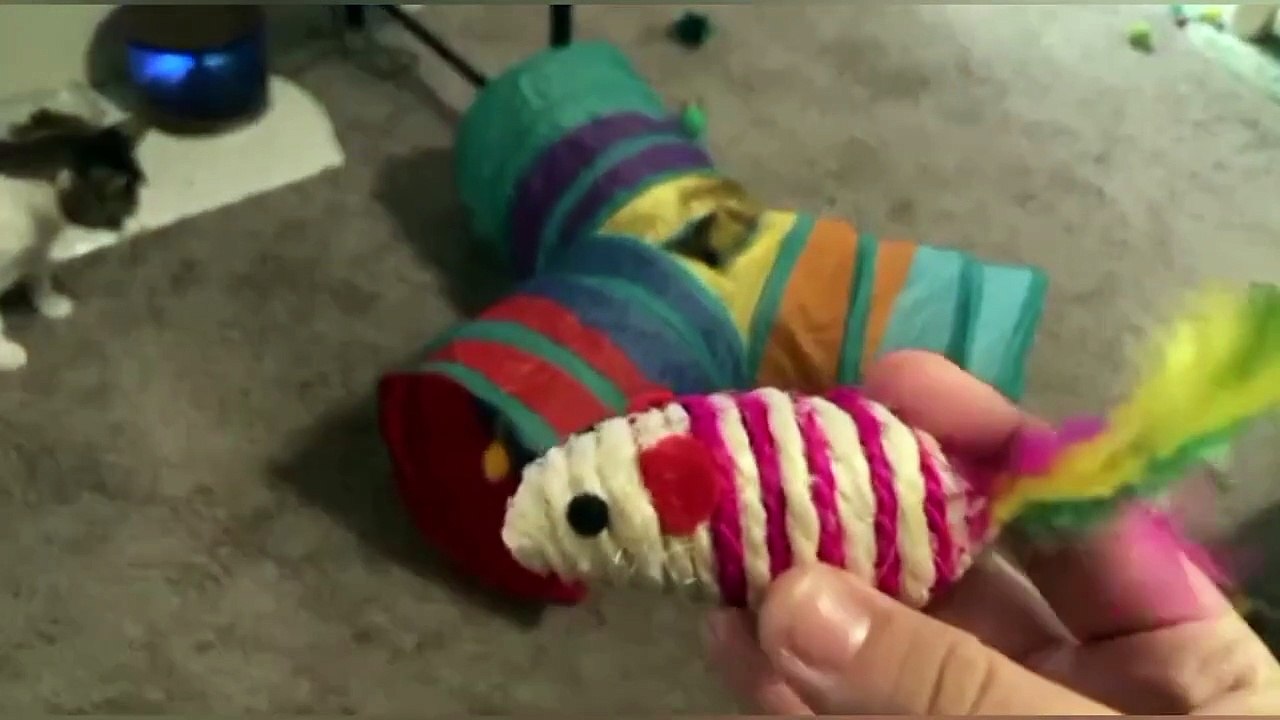 🐾 Your Pet Deserves More Than Just Love — Give Them Joy Today!