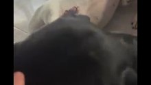 Agozzino Alfredo con i suoi amici cani