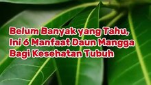 Belum Banyak yang Tahu, Ini 6 Manfaat Daun Mangga Bagi Kesehatan Tubuh