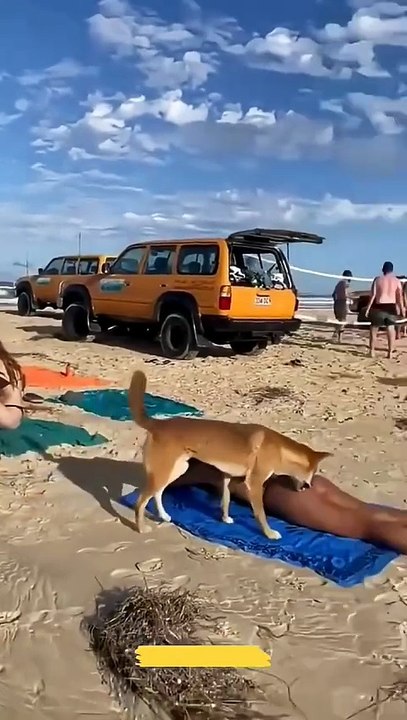 funny dogs Fail😂😂😂
